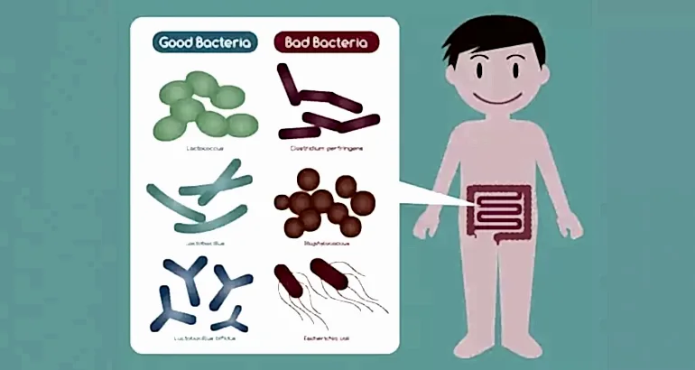 Probiyotikler ve Prebiyotikler