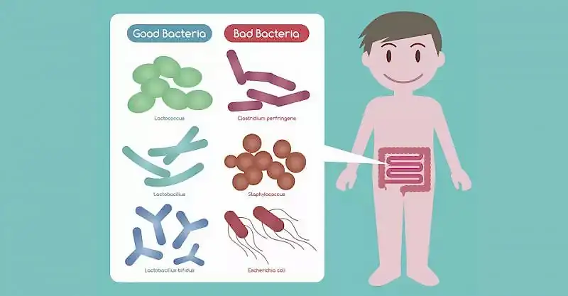 Probiyotikler ve Prebiyotikler